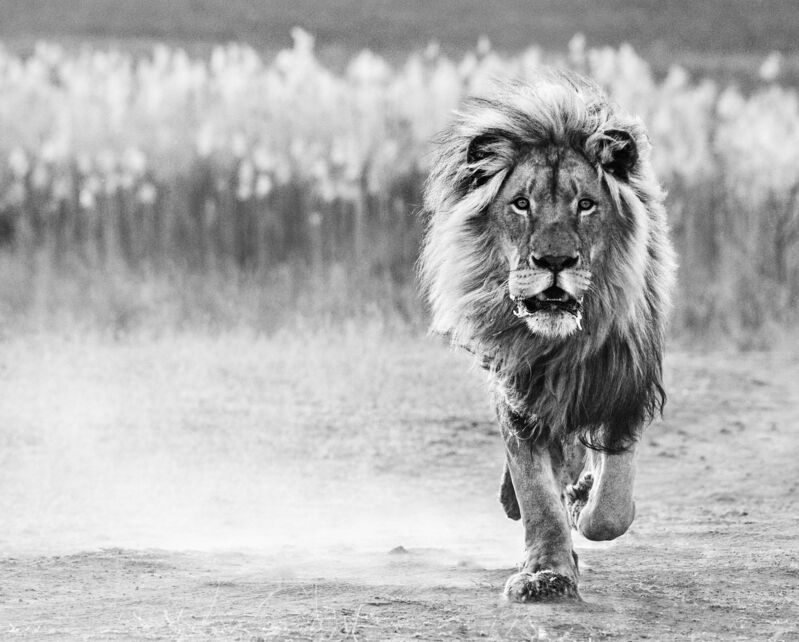 David Yarrow, ‘One Foot on the Ground’, 2014, Photography, Archival Pigment Print, CAMERA WORK