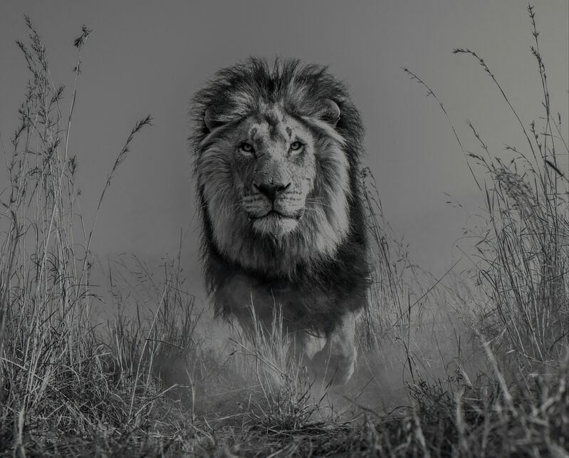David Yarrow, ‘The King and I’, 2016, Photography, Archival Pigment Print, Hilton Asmus
