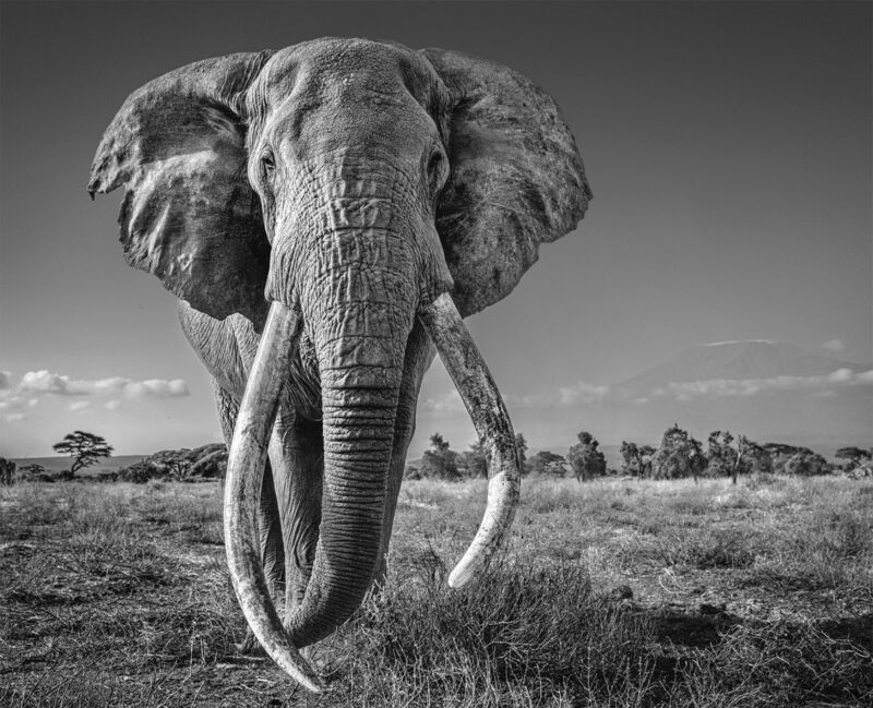 David Yarrow, ‘Space for Giants’, 2020, Photography, Archival Pigment Print, Maddox Gallery