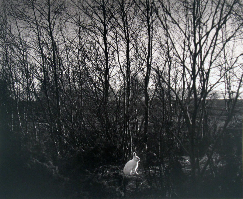 Pentti Sammallahti, ‘Signilskar, Finland (Rabbit in Woods)’, 1974, Photography, Gelatin silver print, CLAMP