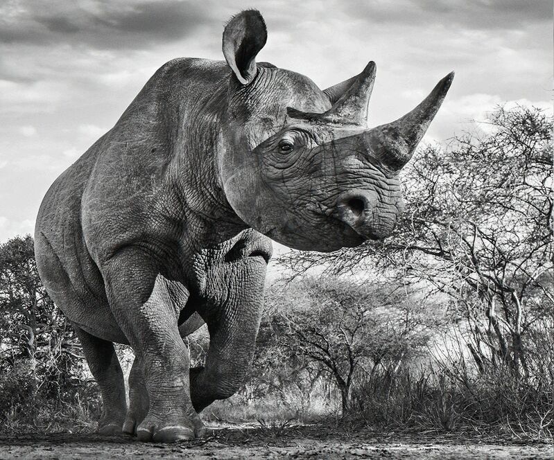 David Yarrow, ‘The Departed’, 2015, Photography, Archival Pigment Print, Maddox Gallery