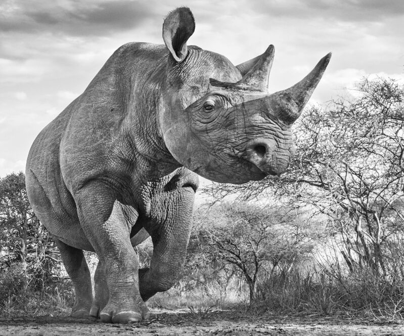 David Yarrow, ‘The Departed’, 2016, Photography, Archival Pigment Print, CAMERA WORK