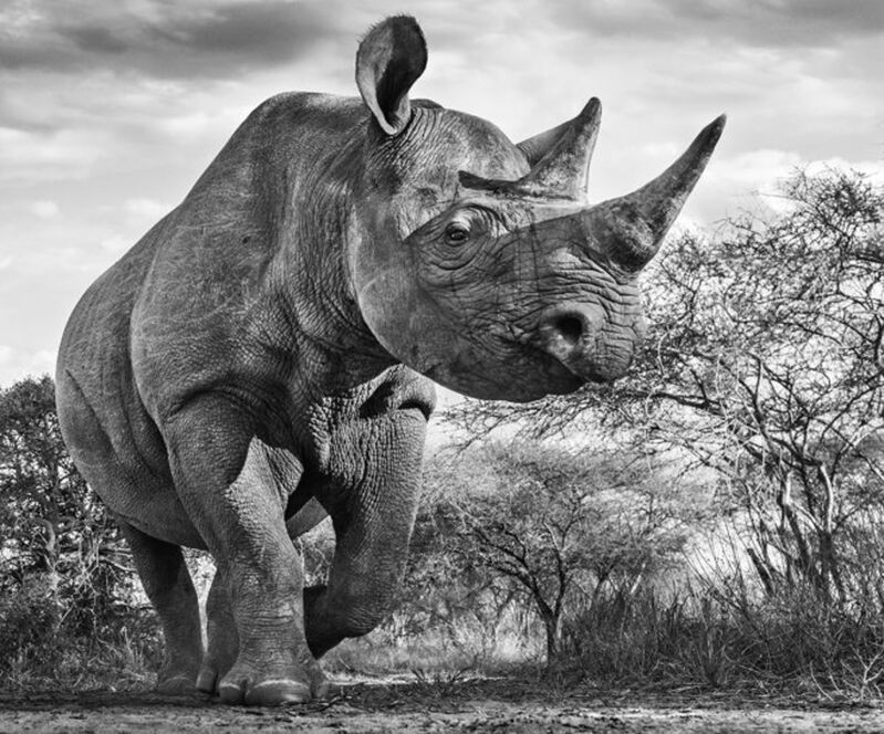 David Yarrow, ‘The Departed’, 2016, Photography, Technique: Archival Pigment Print, Petra Gut Contemporary