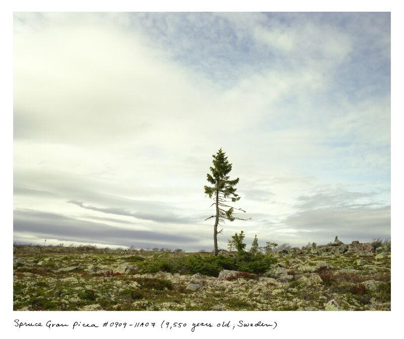Rachel Sussman, ‘Spruce Gran Picea #0909-11A07 (9,550 years old, Dalarna, Sweden)’, 2009, Photography, Archival Pigment Print with signed book in limited edition, hand-constructed box, Museum of Contemporary Photography (MoCP)