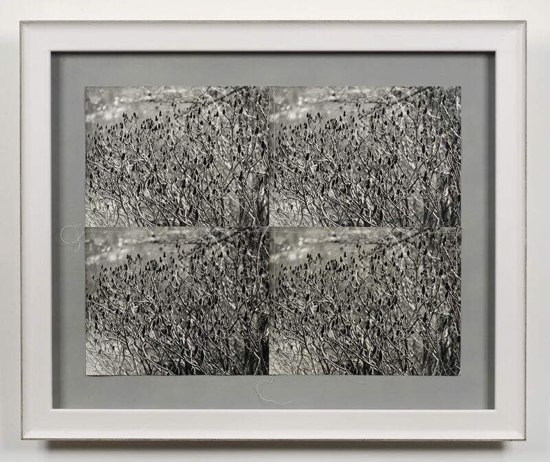 Andy Warhol, ‘Meadow’, 1987, Photography, Gelatin silver print, DELAHUNTY