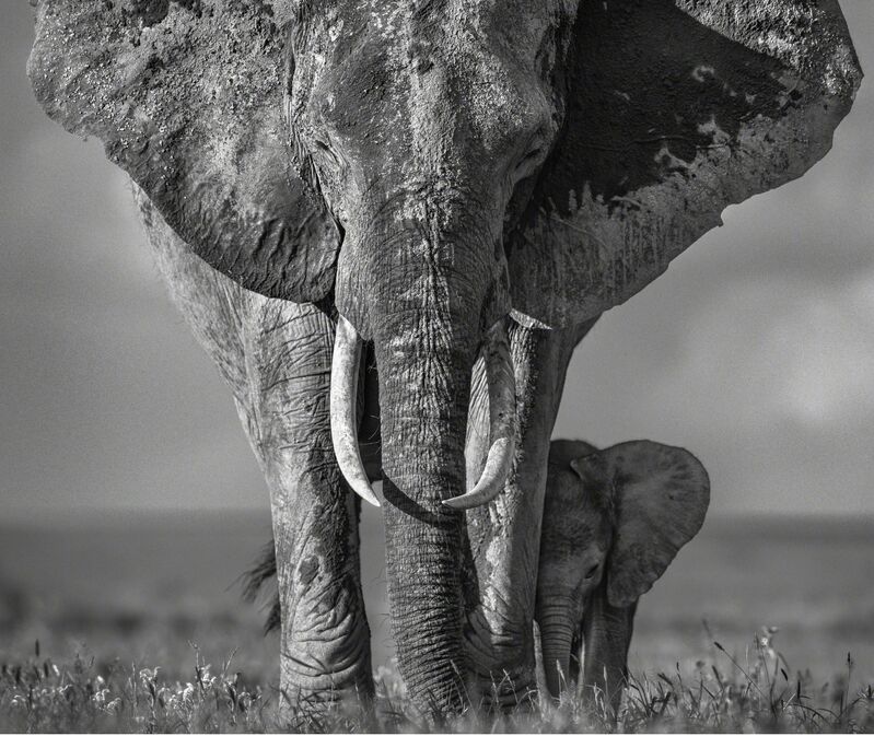 David Yarrow, ‘The Walk Of Life’, 2018, Photography, Archival ink on paper, Fineart Oslo