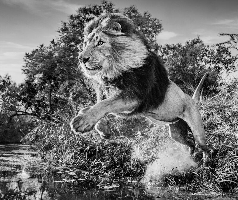 David Yarrow, ‘First Down, South Africa’, 2020, Photography, Archival Pigment Photograph, Holden Luntz Gallery
