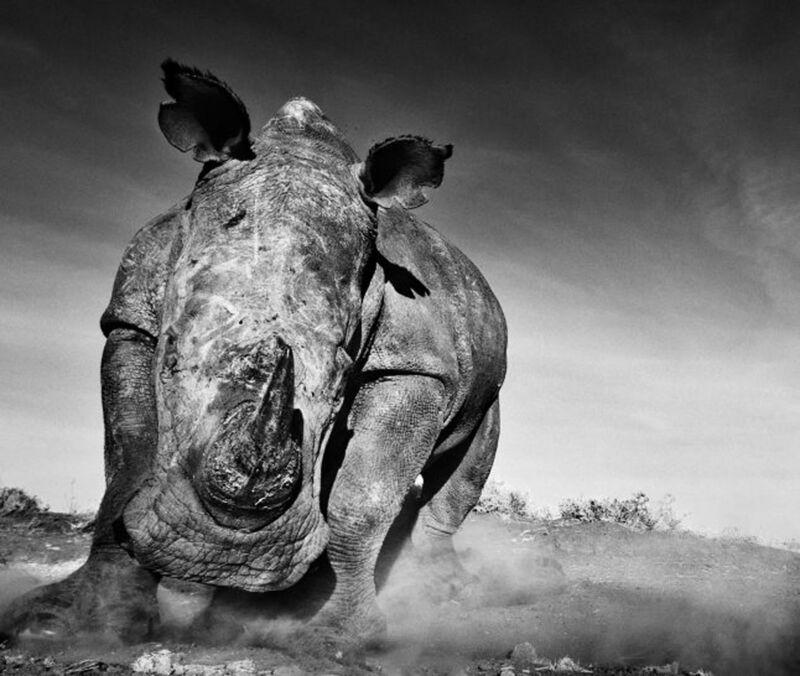 David Yarrow, ‘Charge’, 2013, Photography, Technique: Archival Pigment Print, Petra Gut Contemporary