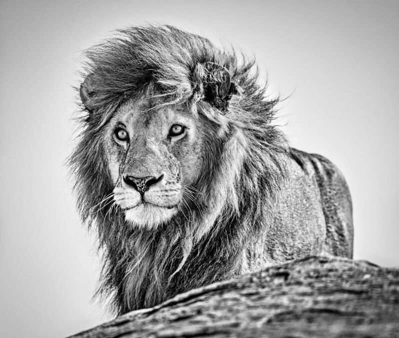 David Yarrow, ‘The Cure’, 2020, Photography, Archival Pigment Print, CAMERA WORK