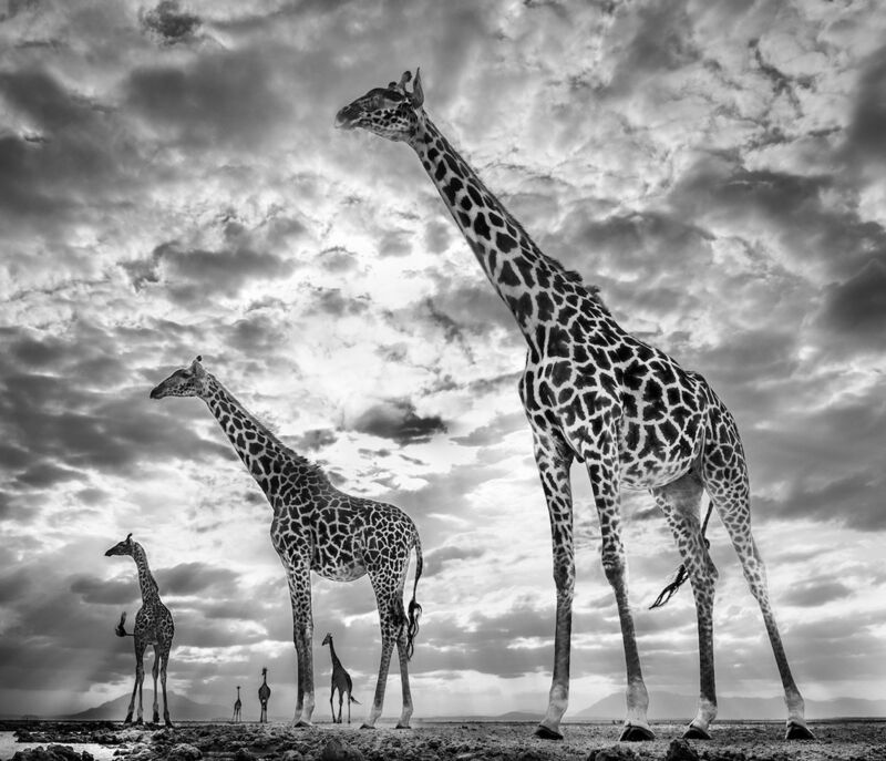 David Yarrow, ‘Keeping up with the crouches’, 2019, Photography, Technique: Archival Pigment Print, Petra Gut Contemporary