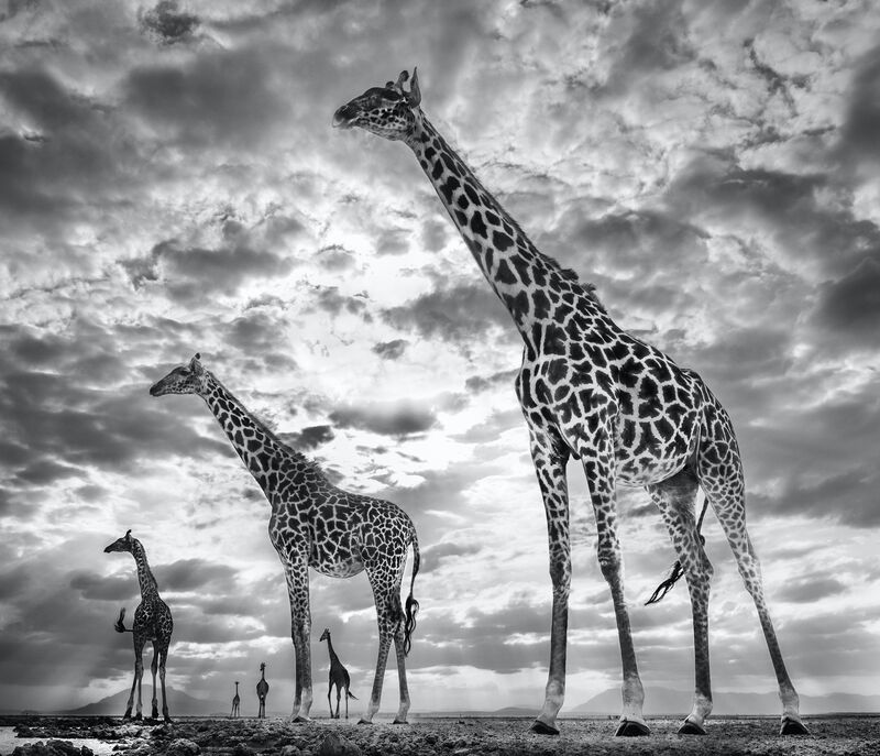 David Yarrow, ‘Keeping Up With The Crouches’, 2019, Photography, Digital Pigment Print on Archival 315gsm Hahnemuhle Photo Rag Baryta Paper, Samuel Owen Gallery