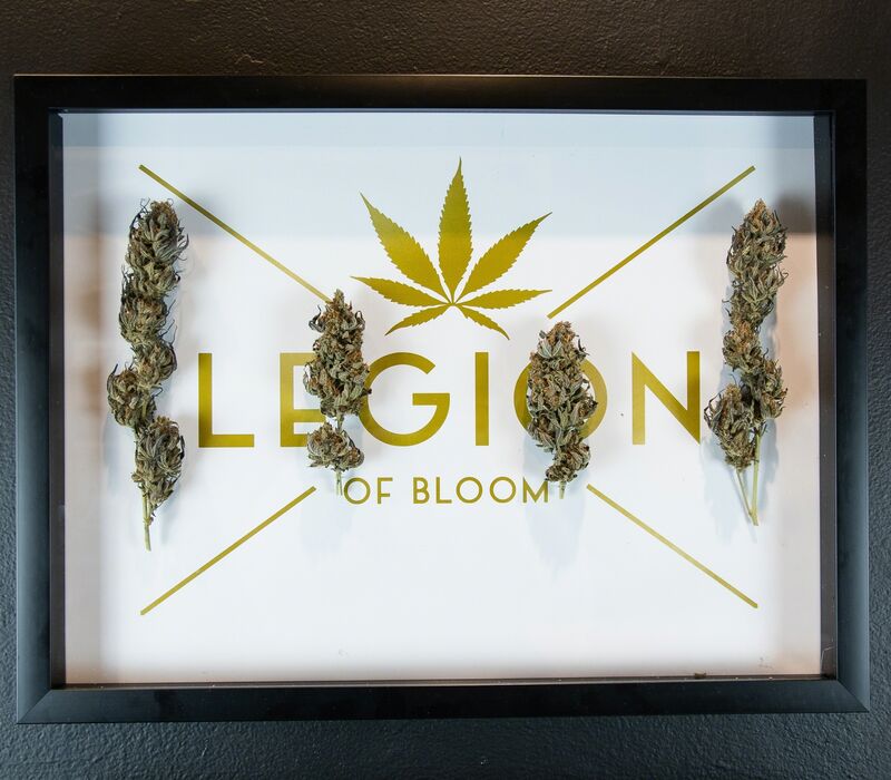 The LEGION of Bloom, ‘Peyote Purple x Destroyer Indoor’, 2018, Mixed Media, Cannabis and Print, EWKUKS