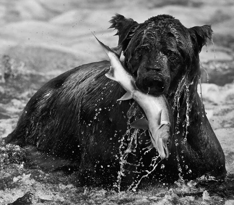 David Yarrow, ‘Catch’, 2017-2020, Photography, Museum Glass, Passe-Partout & Black wooden frame, Leonhard's Gallery