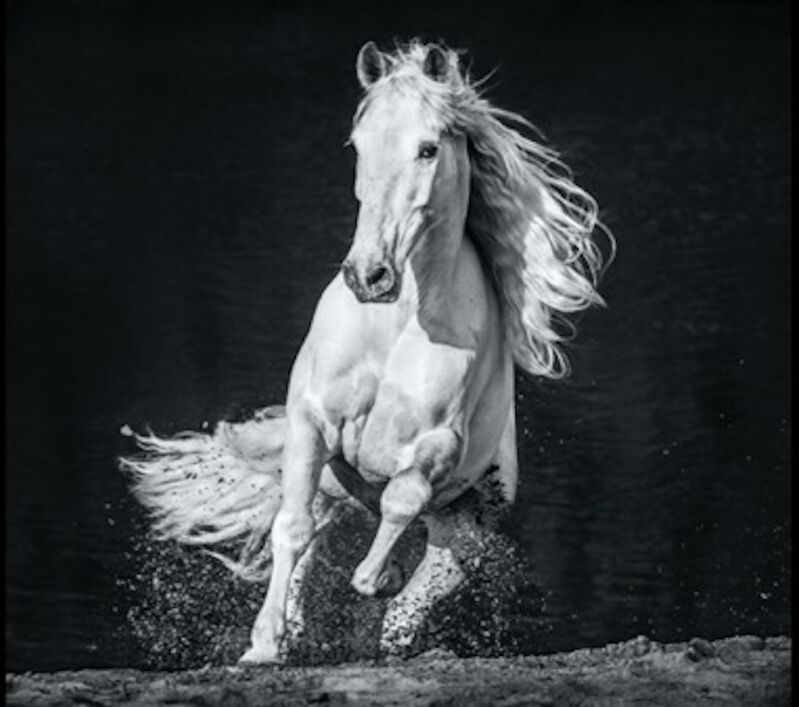 David Yarrow, ‘Horsepower’, 2020, Photography, Archival Pigment Print, Maddox Gallery