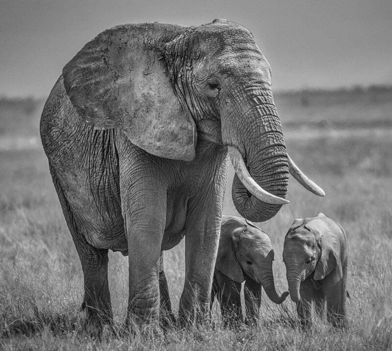 David Yarrow, ‘Twins’, 2020, Photography, Museum Glass, Passe-Partout & Black wooden frame, Leonhard's Gallery