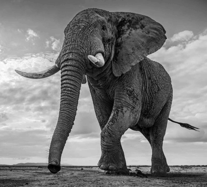 David Yarrow, ‘Giant's Kingdom’, 2017, Photography, Museum Glass, Passe-Partout & Black wooden frame, Leonhard's Gallery