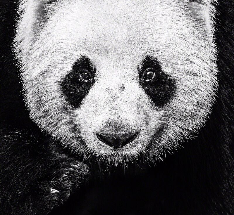 David Yarrow, ‘Kung Fu Panda’, 2016, Photography, Archival Pigment Print, Samuel Lynne Galleries
