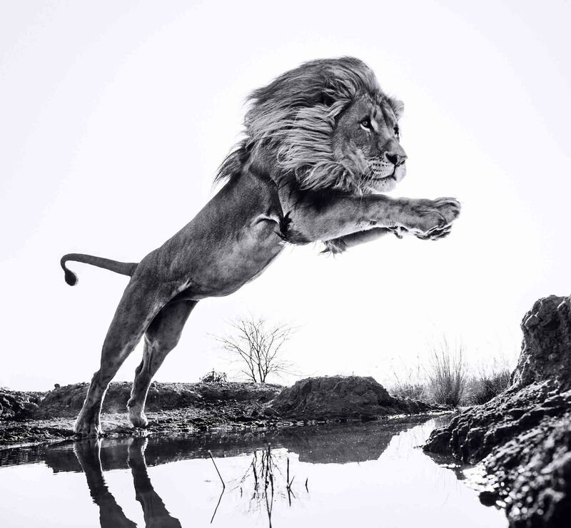 David Yarrow, ‘Lion King’, ca. 2016, Photography, Museum Glass, Passe-Partout & Black wooden frame, Leonhard's Gallery