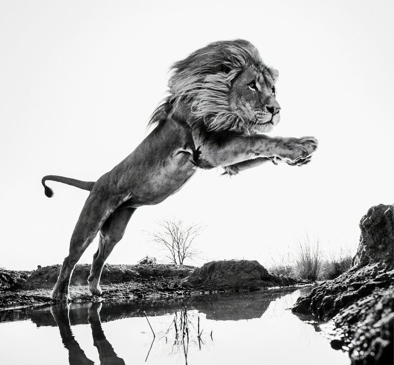 David Yarrow, ‘Lion King’, 2014, Photography, Archival Pigment Print, Hilton Asmus