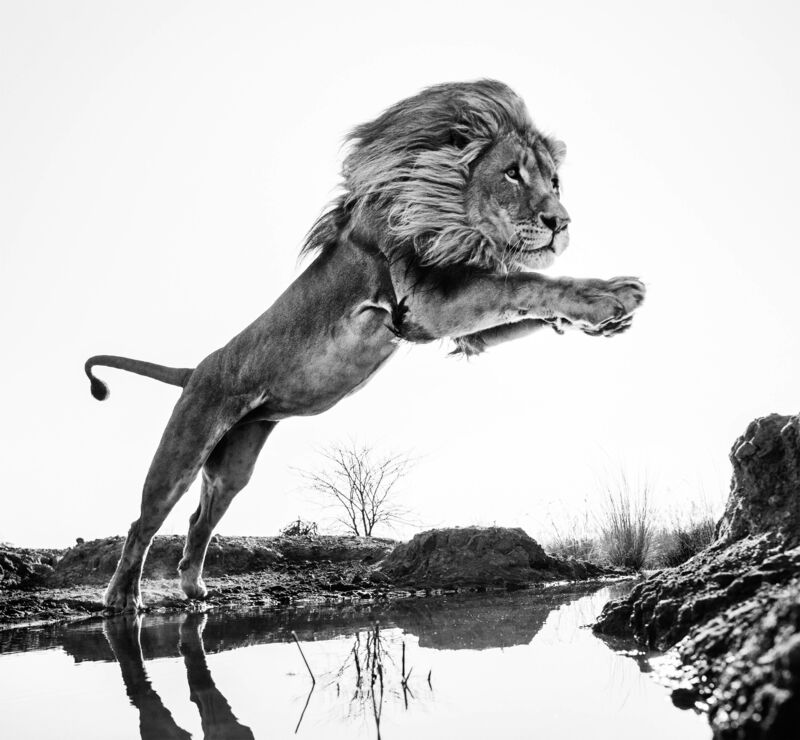 David Yarrow, ‘Lion King’, 2014, Photography, Archival Pigment Print, CAMERA WORK