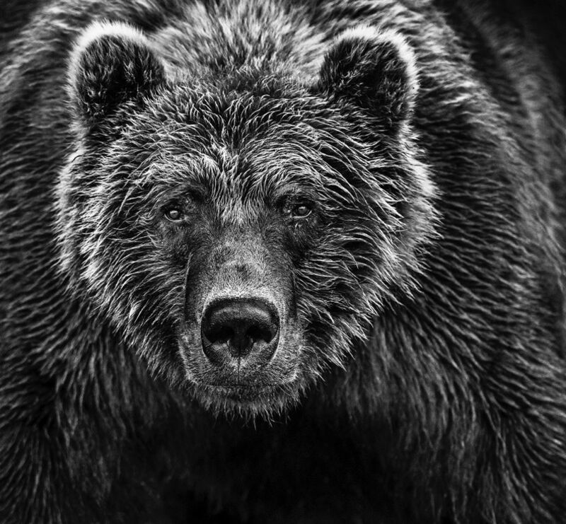 David Yarrow, ‘Face Off’, Photography, Archival ink on paper, Fineart Oslo