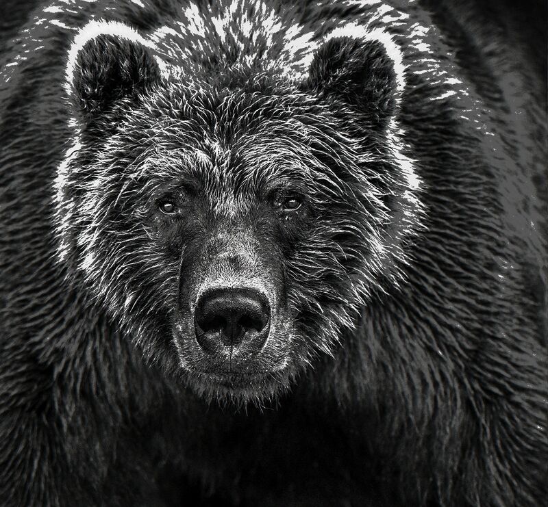 David Yarrow, ‘Face Off’, Photography, Visions West Contemporary