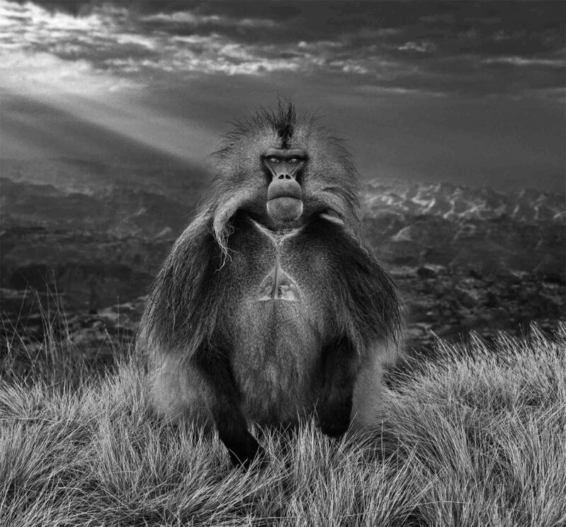 David Yarrow, ‘Members Only’, ca. 2018, Photography, Museum Glass, Passe-Partout & Black wooden frame, Leonhard's Gallery