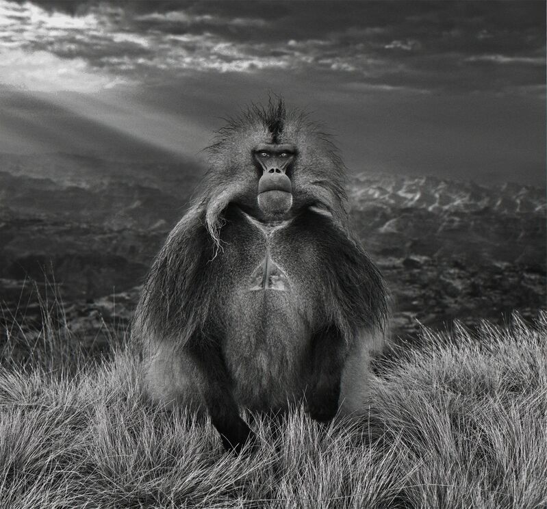 David Yarrow, ‘Members Only’, 2018, Photography, Archival Pigment Print, Hilton Asmus