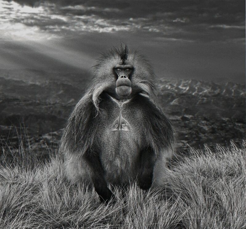 David Yarrow, ‘Members only’, 2018, Photography, Archival Pigment Print, Fineart Oslo