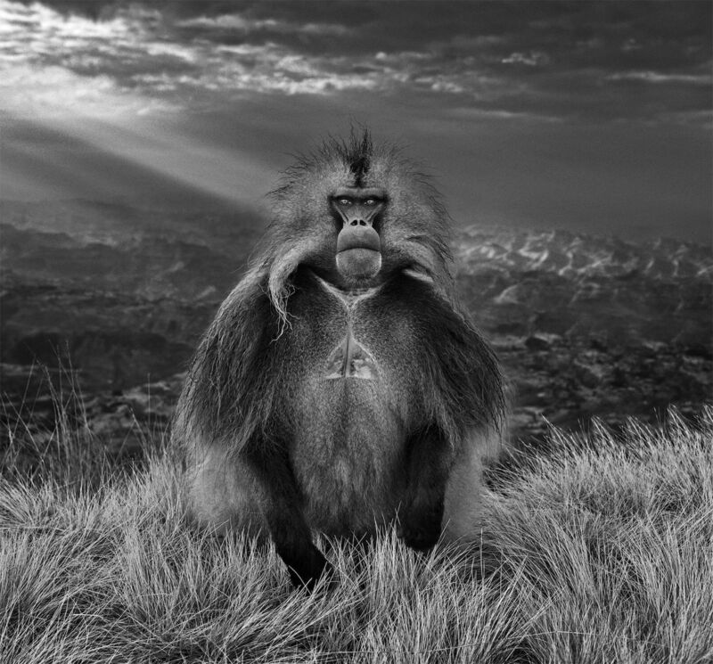 David Yarrow, ‘Members Only’, 2018, Photography, Technique: Archival Pigment Print, Petra Gut Contemporary