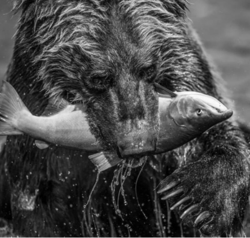 David Yarrow, ‘Primeval’, Photography, Visions West Contemporary