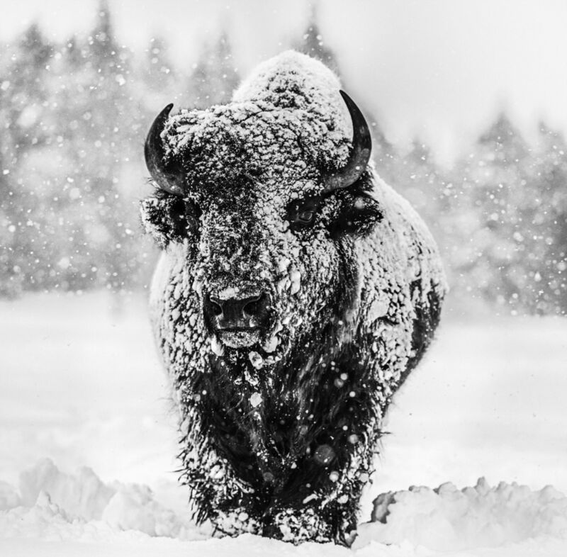 David Yarrow, ‘Winter's Coming, Yellowstone National Park, Wyoming, USA’, 2020, Photography, Archival Pigment Photograph, Holden Luntz Gallery