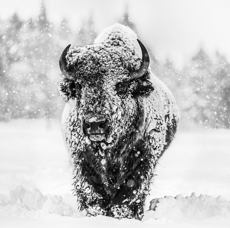 David Yarrow, ‘Winter's Coming’, 2020, Photography, Archival Pigment Print, Maddox Gallery