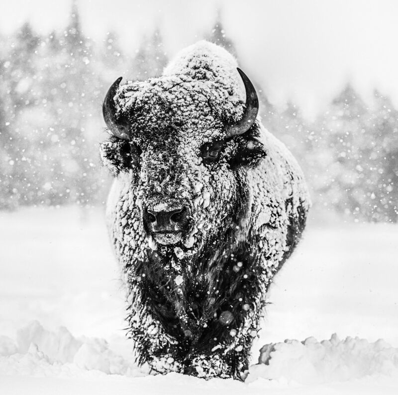 David Yarrow, ‘Winters coming’, 2020, Photography, Technique: Archival Pigment Print, Petra Gut Contemporary