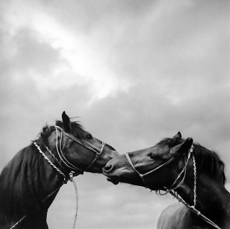 Pentti Sammallahti, ‘Untitled (Horse Kiss)’, 1979, Photography, Gelatin Silver Print, Peter Fetterman Gallery
