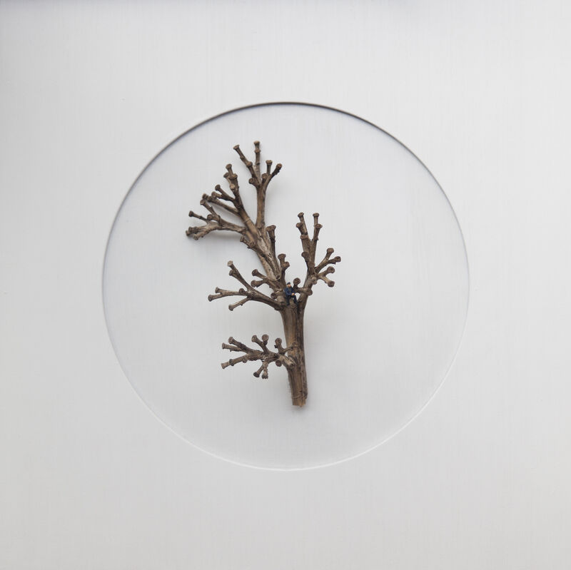María Ángeles Atauri, ‘Bubble. Hidden tree’, 2021, Sculpture, Natural materials on plastic, Galería Marita Segovia 