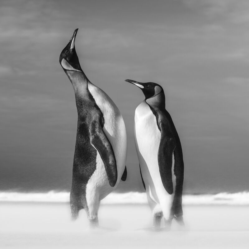 David Yarrow, ‘All You Need Is Love’, 2018, Photography, Archival pigment print on paper, Fineart Oslo