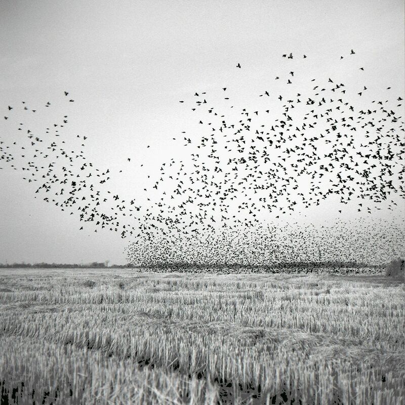 Brandon Thibodeaux, ‘Birds in Field, Mound Bayou, Mississippi’, 2012, Photography, Archival Inkjet Print, Pictura Gallery