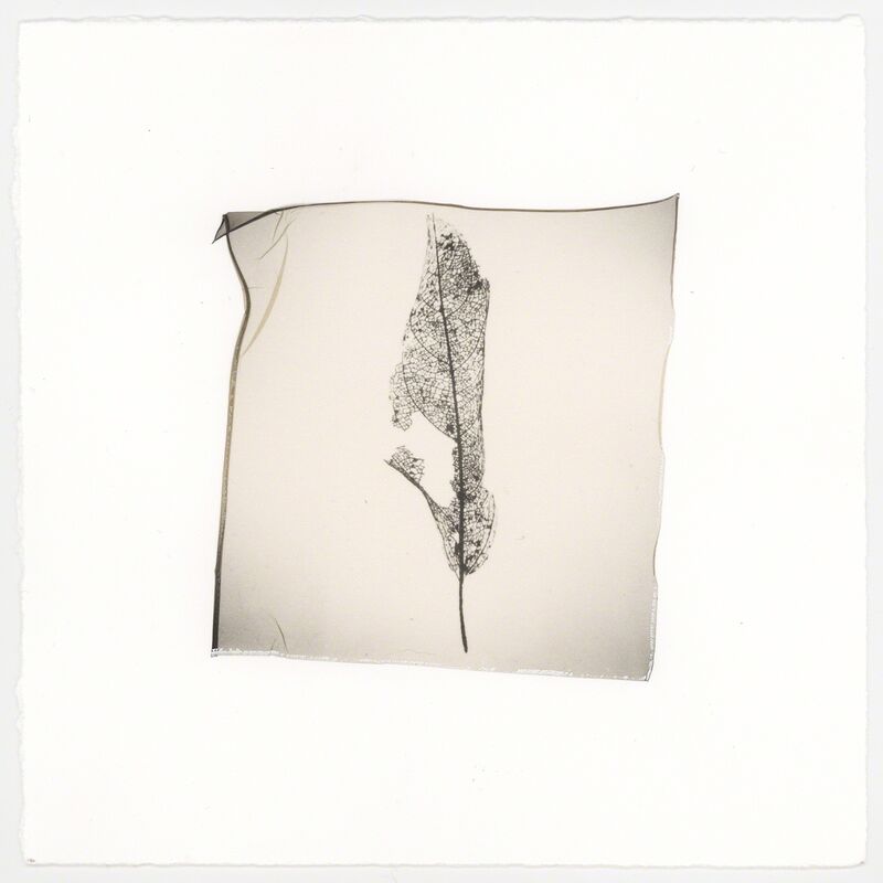 Vanessa Cowling, ‘Leaf (Veins)’, 2019, Photography, Polaroid emulsion lift on cotton paper, Barnard