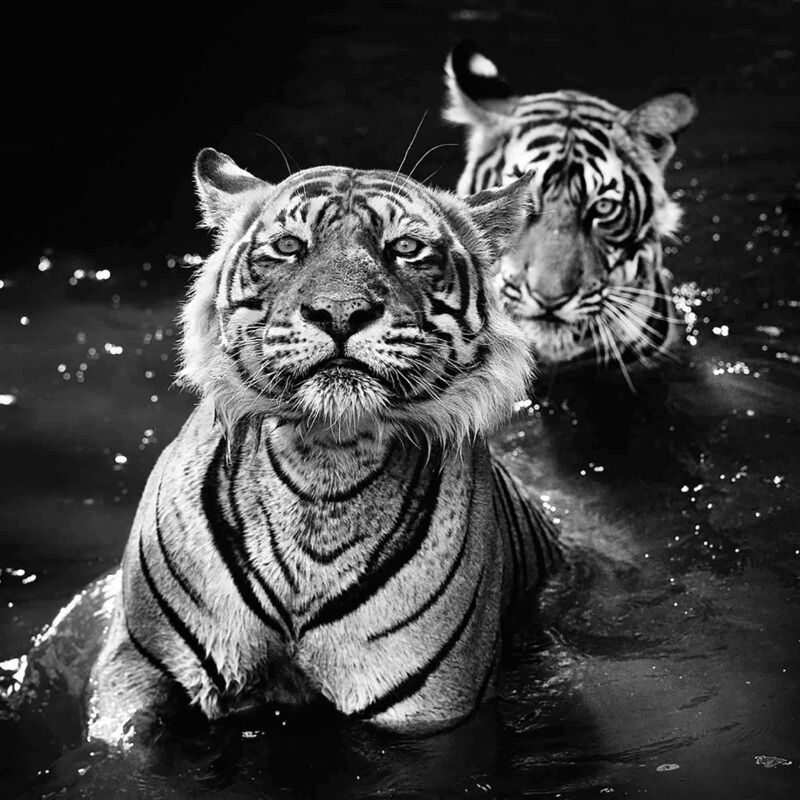 David Yarrow, ‘The Jungle Book Stories’, 2016, Photography, Museum Glass, Passe-Partout & Black wooden frame, Leonhard's Gallery
