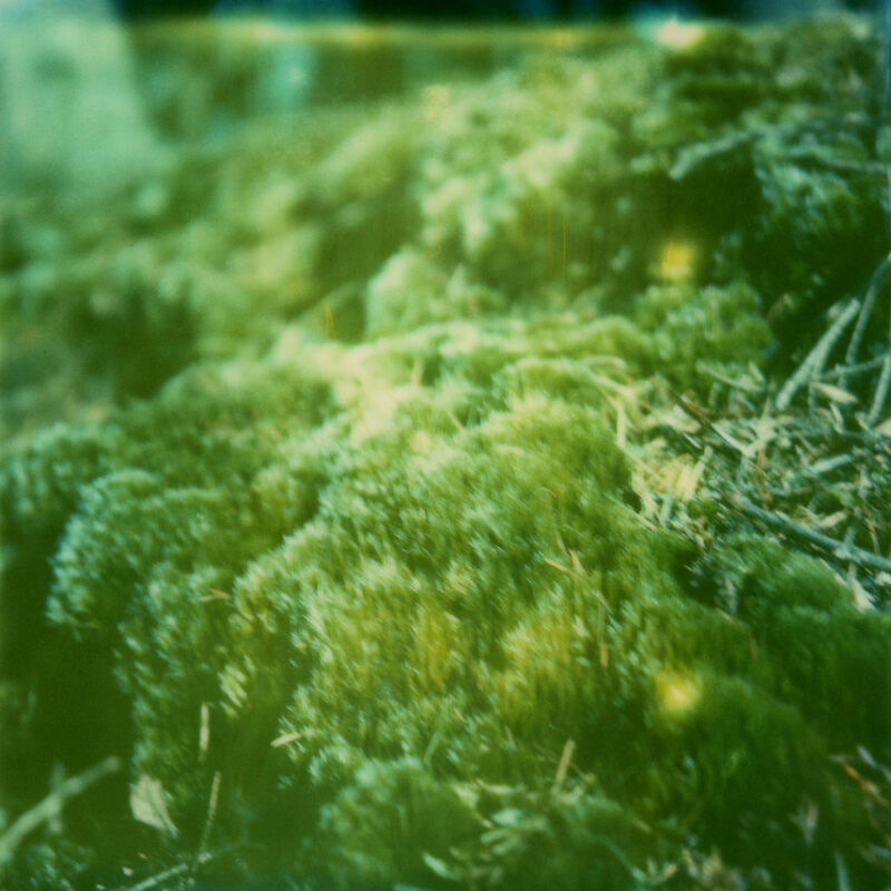 Julia Beyer, ‘More Moss’, 2016, Photography, Digital C-Print based on a Polaroid, not mounted, Instantdreams