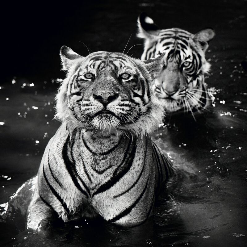 David Yarrow, ‘Jungle Book Stories ’, 2013, Photography, Archival Pigment Print, Maddox Gallery