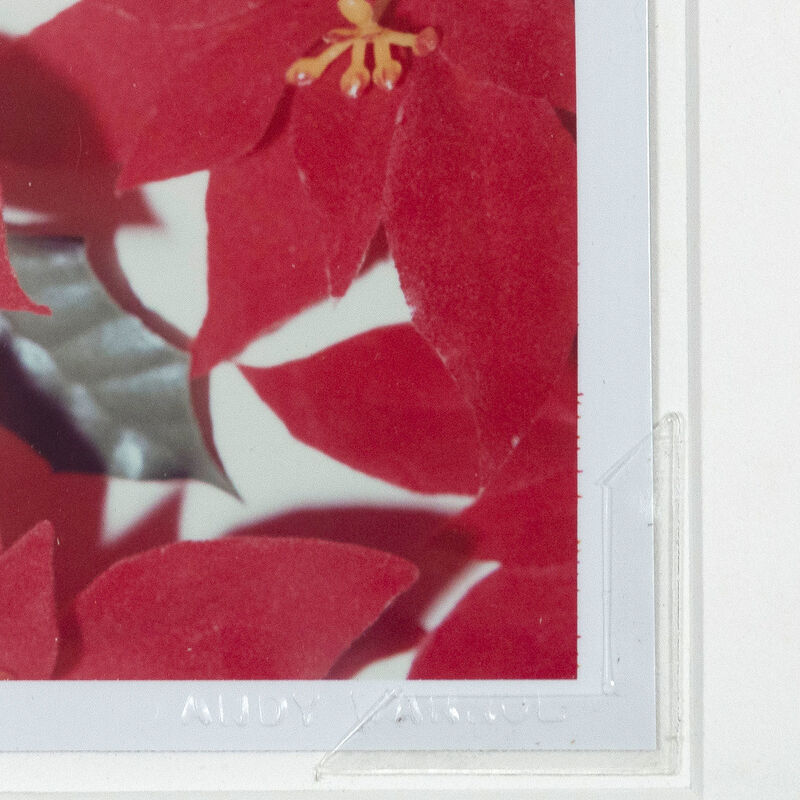 Andy Warhol, ‘Polaroids Photograph, Poinsettias’, 1982, Photography, Unique polaroid print, Caviar20