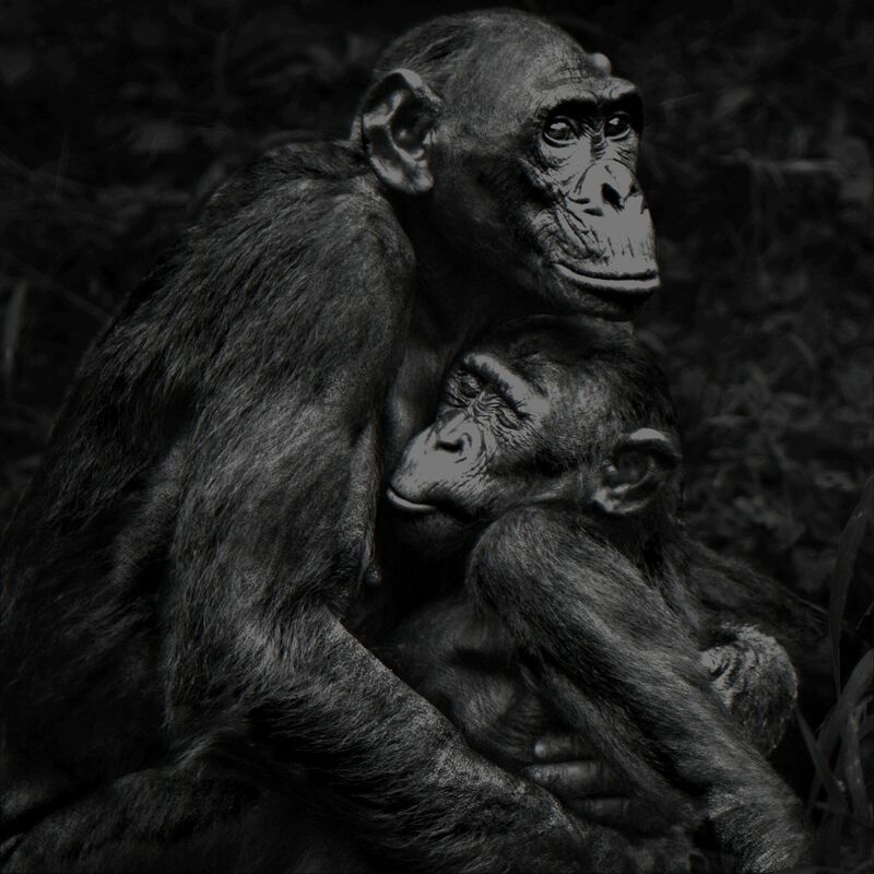 Isabel Muñoz, ‘Serie Primates, 1/25’, 2015, Photography, Platinotipia, N2 Galería