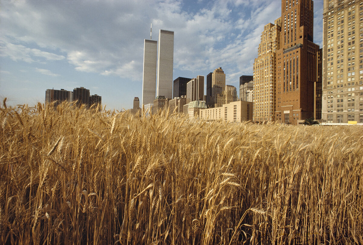 Agnes Denes, Wheatfield – A Confrontation: Battery Park Landfill, Downtown Manhattan – The Harvest, 1982. © Agnes Denes. Courtesy of the artist and Leslie Tonkonow Artworks + Projects, New York.