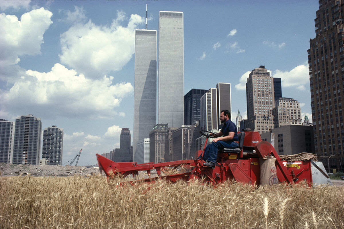 Agnes Denes, Wheatfield – A Confrontation, Downtown Manhattan – The Harvest, 1982. © Agnes Denes. Courtesy of the artist and Leslie Tonkonow Artworks + Projects, New York.