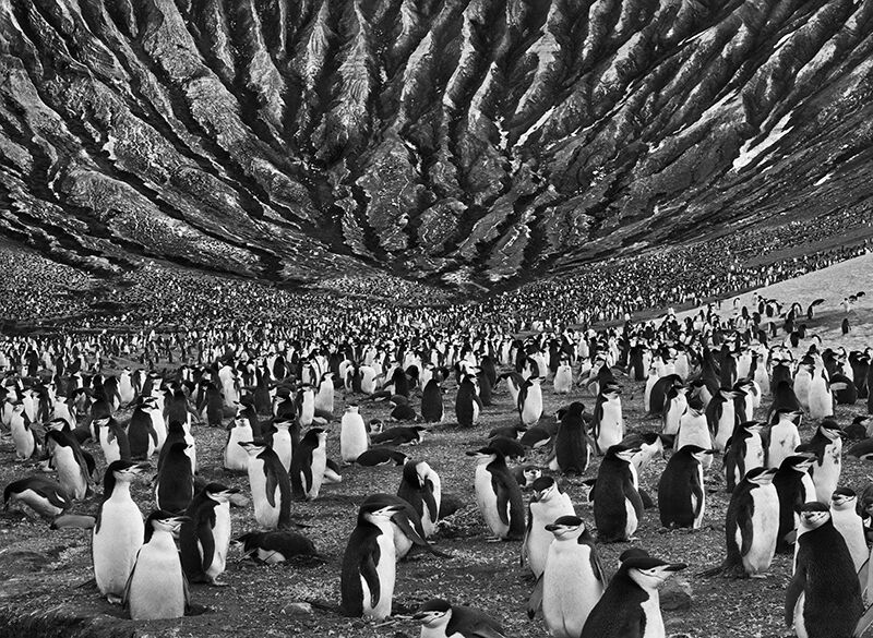 Colony of Chinstrap and Macaroni Penguins with Mount Michael an Active Volcano Behind, Saunders Island, South Sandwich Island