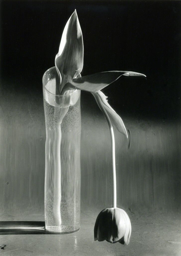 Melancholic Tulip, February 1939
