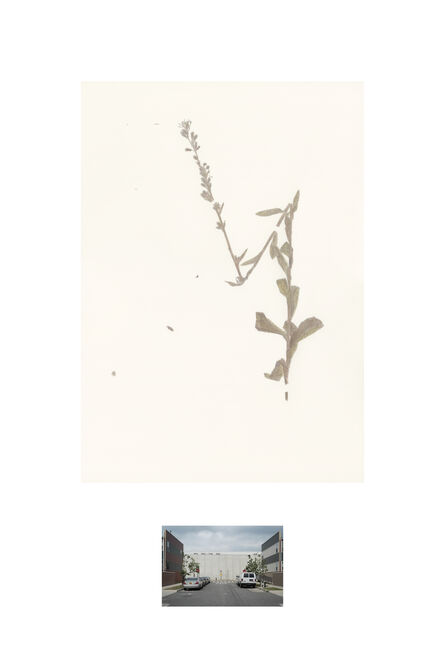 Michael Wang, ‘Nabalus racemosa, Forbells, Brooklyn, 1891, 2019’, 2019